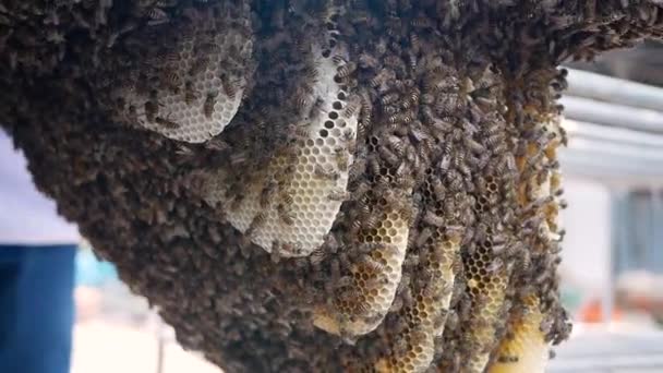 在蜂窝上工作的蜜蜂用蜂蜜切片将花蜜放入木蜂窝内的细胞中 有选择的重点 养蜂业概念 — 图库视频影像