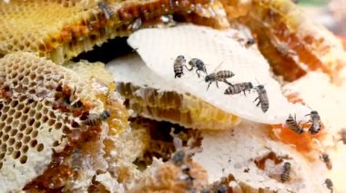 Arılar bal parçalarıyla bal peteği üzerinde çalışıyorlar. Arı kovanının içindeki hücrelere nektar koyuyorlar. Seçici odaklanma. Arıcılık konsepti.