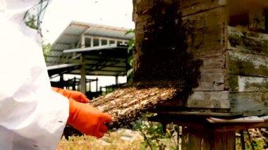 Beyaz koruyucu elbiseli Asyalı arı yetiştiricisi çiftlikte bal dolu bal peteğiyle hasat yapıyor. Bal toplama işlemi. Arı yetiştirme, arıcılık süreci kavramı.