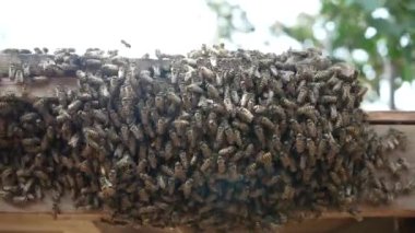 Arılar ahşap arı kovanında çalışır, bahçedeki çiçek poleninden nektar toplarlar. Seçici odaklanma. Arıcılık konsepti.