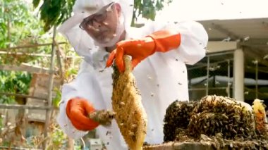 Beyaz koruyucu elbiseli Asyalı arı yetiştiricisi çiftlikte bal dolu bal peteğiyle hasat yapıyor. Bal toplama işlemi. Arı yetiştirme, arıcılık süreci kavramı.