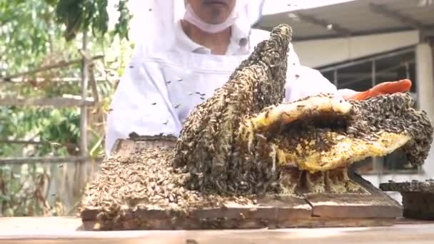 Asijský Včelař Bílém Ochranném Obleku Sklízí Farmě Medovinu Plnou Zlatého — Stock video