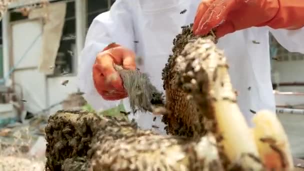 Ein Asiatischer Imker Weißen Schutzanzug Erntet Auf Einem Bauernhof Mit — Stockvideo