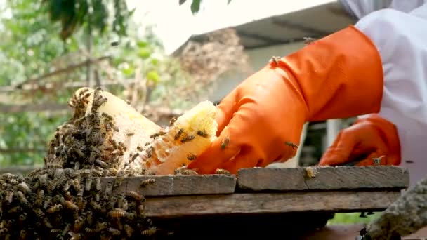 Ázsiai Méhész Fehér Védőruhában Arat Aranyszínű Mézzel Teli Méhsejt Fésűvel — Stock videók