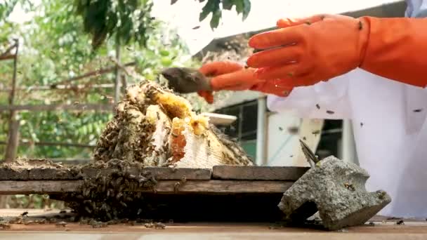 Азіатський Бджоляр Білому Захисному Костюмі Збирає Медових Стільників Повний Золотого — стокове відео