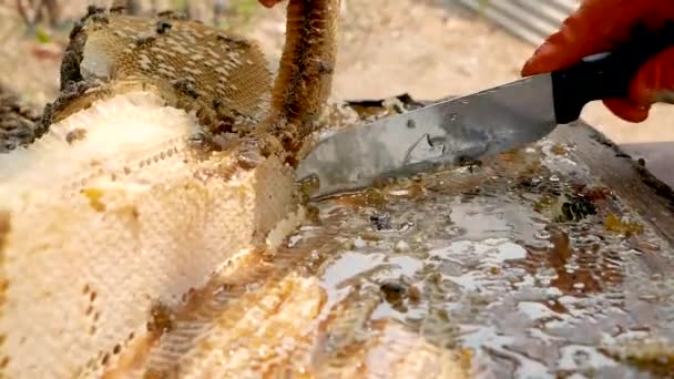 Asijský Včelař Bílém Ochranném Obleku Sklízí Farmě Medovinu Plnou Zlatého — Stock video