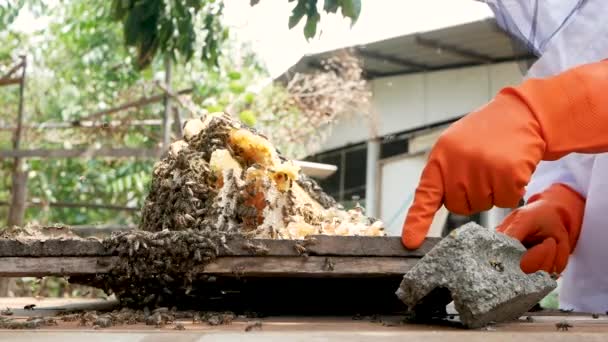 Ein Asiatischer Imker Weißen Schutzanzug Erntet Auf Einem Bauernhof Mit — Stockvideo