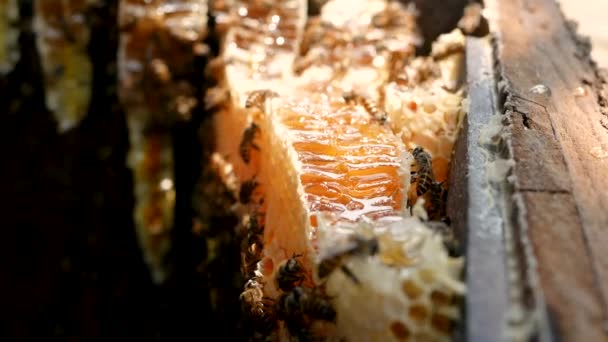 Méhek Akik Mézdarabokból Álló Nektárt Építenek Fából Készült Méhkas Sejtjeibe — Stock videók