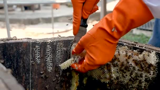 Aziatische Imker Man Een Wit Beschermpak Oogsten Met Honingraat Vol — Stockvideo