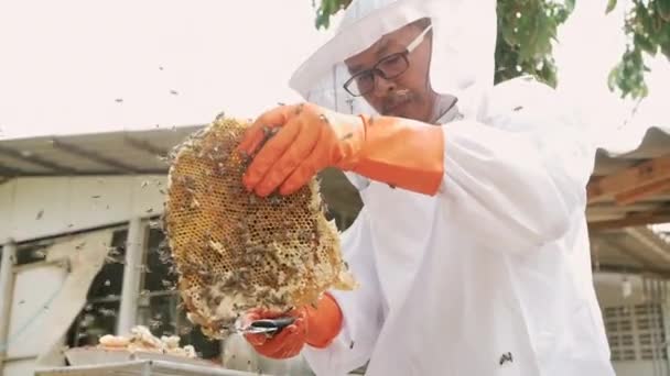 Asian Beekeeper Man White Protective Suit Harvesting Honeycomb Full Golden — Stock Video