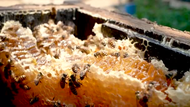 Bees Working Honeycomb Honey Pieces Nectar Cells Wooden Beehive Selective — Stock Video