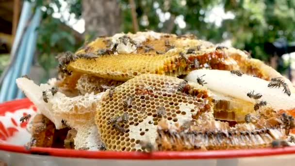 トレイに集められた新鮮な有機蜂蜜でいっぱいのハニカムとボトルに蜂蜜をポンピングする準備をします 養液栽培 養蜂プロセスの概念 — ストック動画