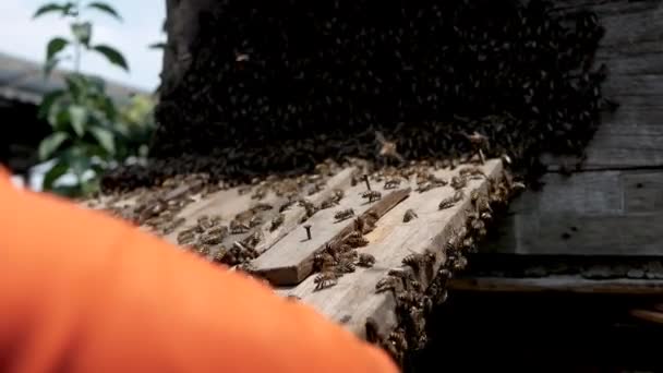 Uomo Apicoltore Asiatico Una Tuta Protettiva Bianca Sta Raccogliendo Con — Video Stock