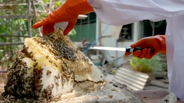 Asian Beekeeper Man White Protective Suit Harvesting Honeycomb Full Golden — Stock Video