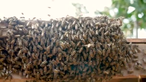 蜜蜂在木制蜂窝中工作 采集花园里花朵花粉中的花蜜 有选择的重点 养蜂业概念 — 图库视频影像
