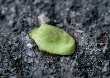 Kuru yapraklar yere düşüyor. Soyut arkaplan.