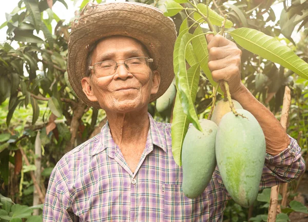Jardineiros Asiáticos Seniores Usando Chapéu Óculos Segurando Mangas Verdes Ficar — Fotografia de Stock