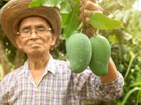 Azjatyccy Starsi Ogrodnicy Kapeluszu Okularach Zielonymi Mango Stoją Ogrodzie Dumą — Zdjęcie stockowe