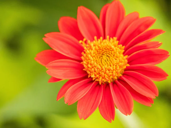 Girasole Rosso Messicano Tithonia Rotundifolia Una Specie Pianta Fiore Della — Foto Stock