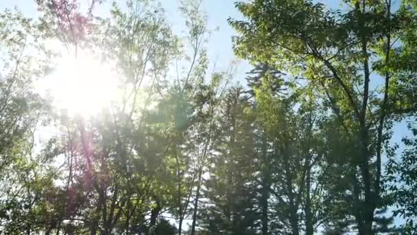 Die Schöne Aussicht Auf Frische Grüne Bäume Mit Sonne Die — Stockvideo