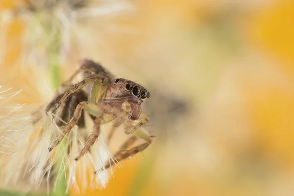 Jumper Pavouk Monstrum Květině Žlutým Pozadím — Stock fotografie