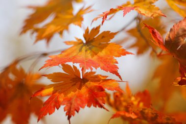 Kırmızı ve turuncu akçaağaç yaprakları