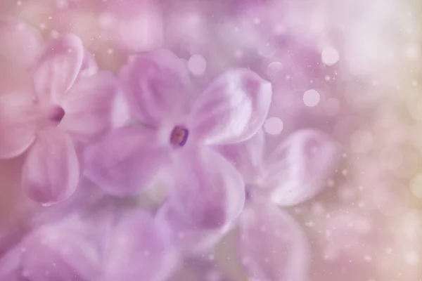 Fialovými květy makro, rozmazané květinové pozadí — Stock fotografie