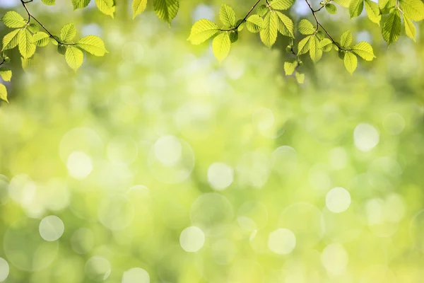 Fronteira de folhas frescas de árvores verdes. Fundo natural . — Fotografia de Stock