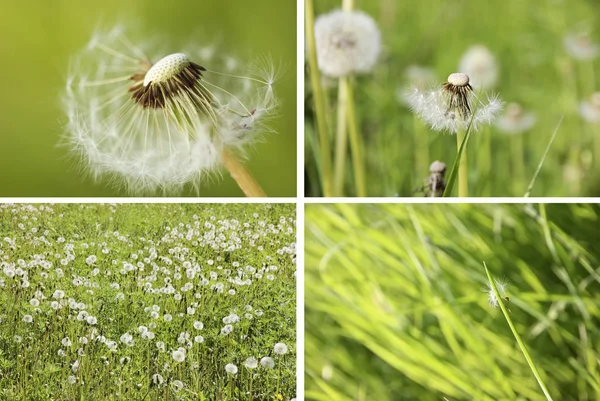 Beyaz dandelions fotoğraf kolaj. 