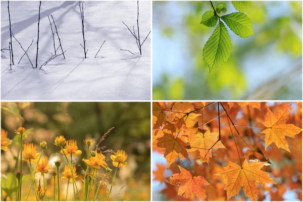 Collage of four seasons Royalty Free Stock Images