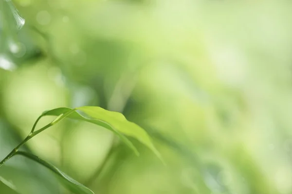 绿色的植物背景模糊 — 图库照片