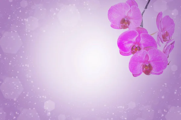 Floral πλαίσιο με μοβ άνθη ορχιδέας — Φωτογραφία Αρχείου