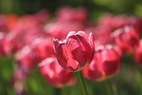 Rózsaszín Tulipán Kertben — Stock Fotó