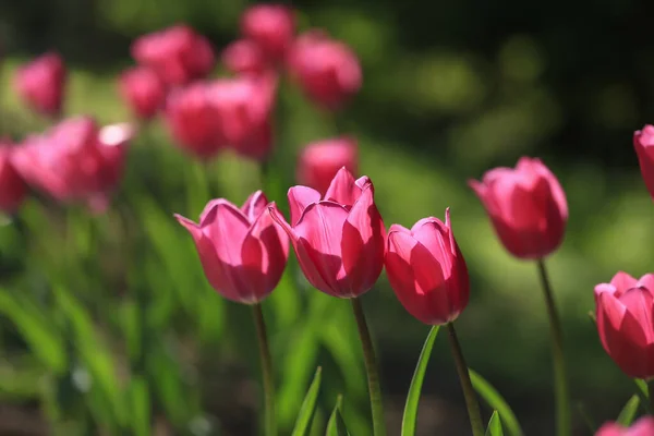 Pink Tulips Garden — Stock Photo, Image