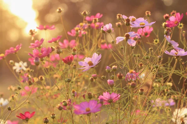 Floraler Hintergrund Kosmos Blumen Bei Sonnenuntergang — Stockfoto