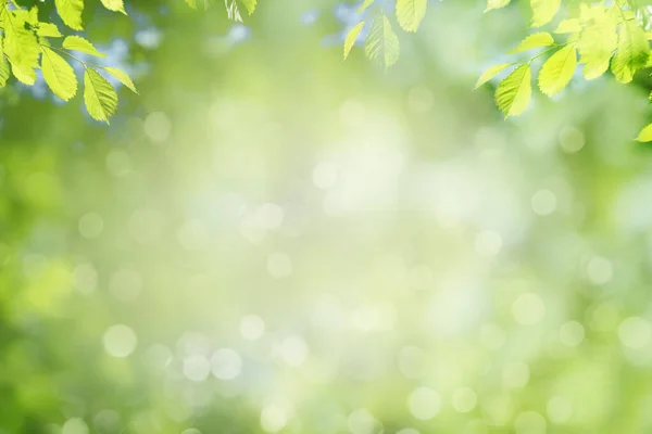 Primavera Sfondo Natura Albero Verde Foglie Cornice — Foto Stock