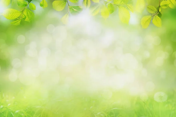 Spring Nature Background Frame Green Tree Leaves — Stock Photo, Image