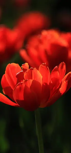 Piros Tulipán Sötét Háttér Függőleges Kép Telefon Tapéta — Stock Fotó