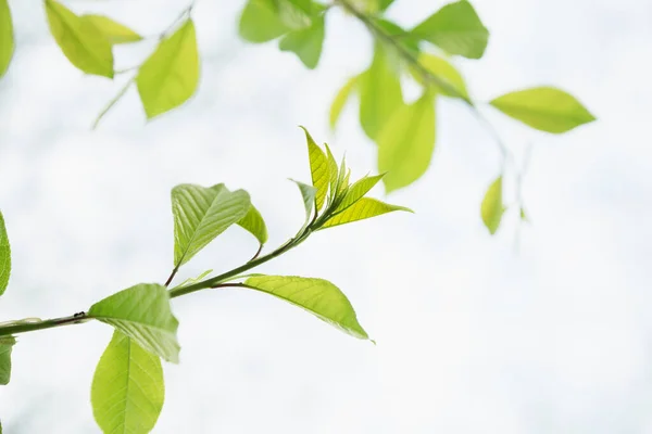 Świeże Liście Zielonego Drzewa Rozmytym Tle — Zdjęcie stockowe