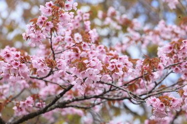 Bahar bahçesinde pembe kiraz çiçekleri