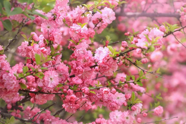 Louiseania 'nın pembe çiçekleri (Prunus triloba)
