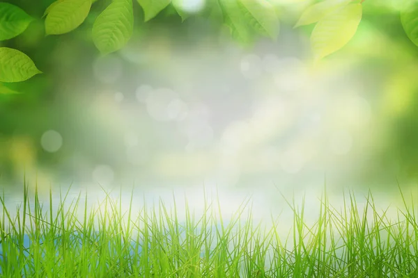 Blurred Natural Background Frame Grren Leaves Grass — Stock Photo, Image