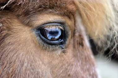 Kırmızı bir midillinin kafası, uzun bir patlama ve güzel mavi bir göz, yakın plan, yumuşak odak