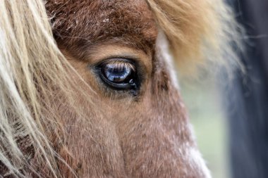 Kırmızı bir midillinin kafası, uzun bir patlama ve güzel mavi bir göz, yakın plan, yumuşak odak
