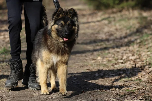 Deutscher Schäferhund Auf Spaziergang Mit Seinem Besitzer — Stockfoto