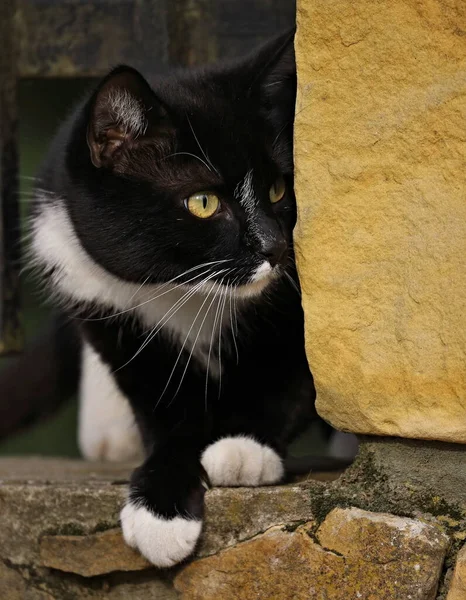 portrait of a cat, black and white cat against a yellow wall