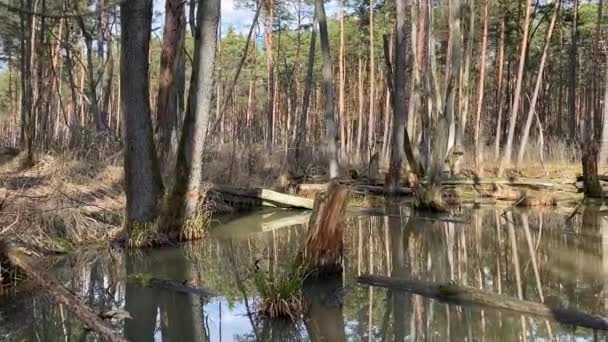 Backwaters Étang Dans Forêt Pologne Printemps — Video