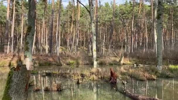 Backwaters Étang Dans Forêt Pologne Printemps — Video
