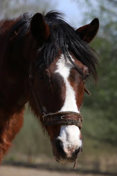 Portrét Polského Koně — Stock fotografie