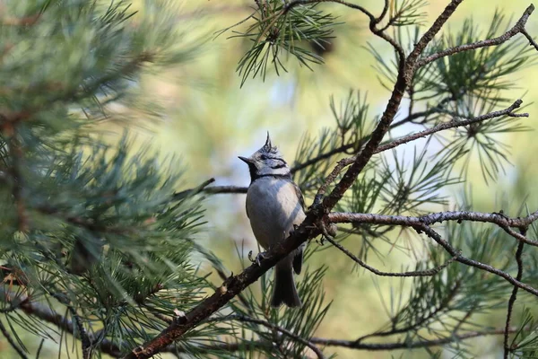 Teta Crestada Lophophanes Cristatus Pájaro Posado Una Rama — Foto de Stock